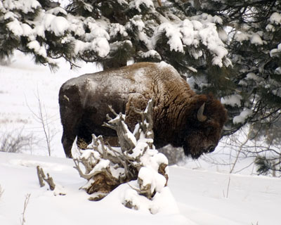 bison bull in snow Spring Brook Ranch